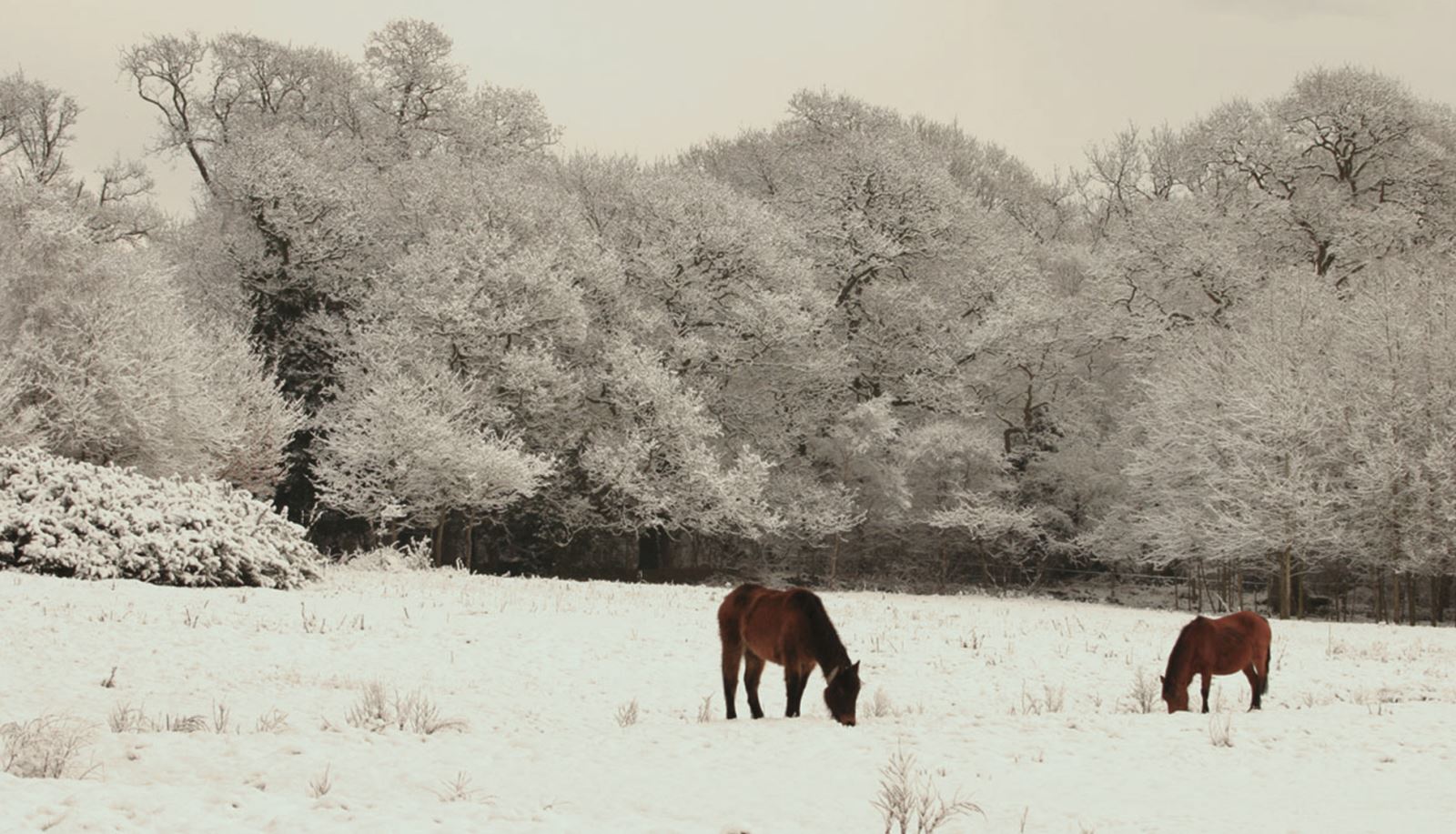 New Forest in Snow at Lyndhurst